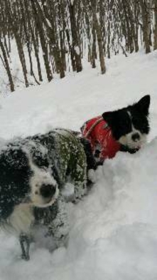犬と一緒に雪遊び！ペットさんとスノーシュー体験はいかがですか？